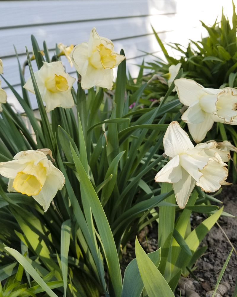 Daffodils Daffodils