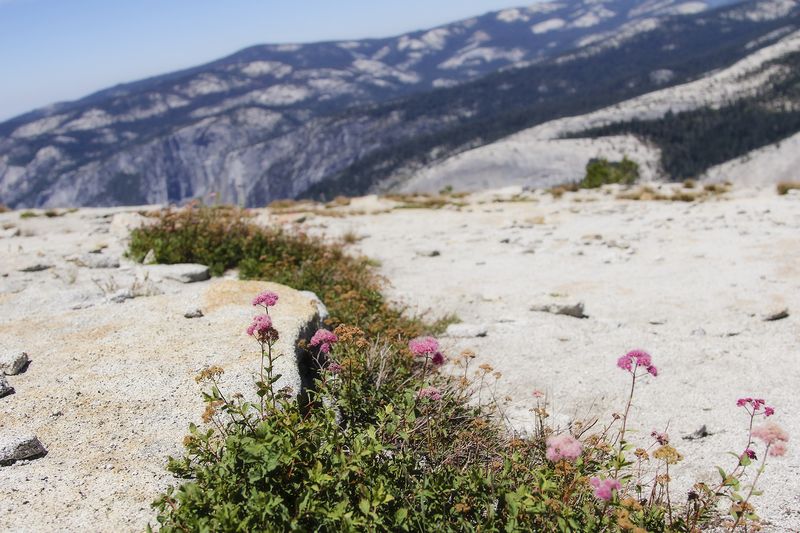 Flowers on top of Yosemite Flowers on top of Yosemite