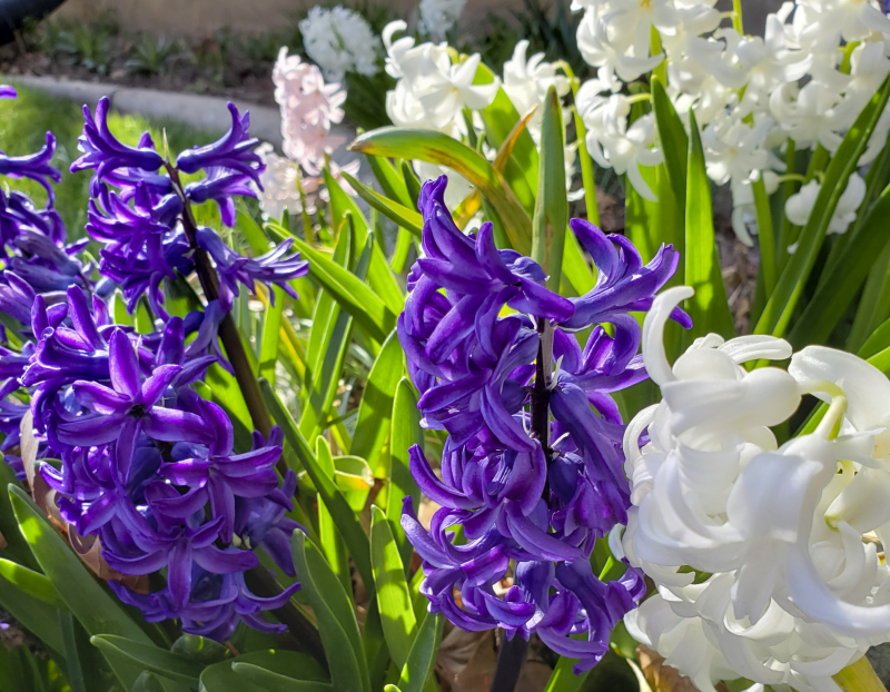 Hyacinths purple Hyacinths purple